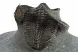 Detailed Scotoharpes Trilobite - Boudib, Morocco #310625-5